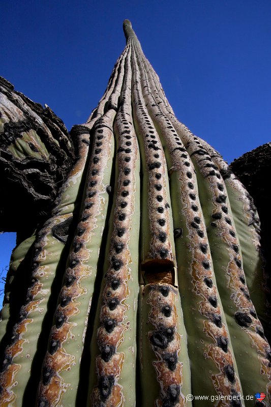Saguaro National Park Ost
