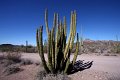 18_Organ_Pipe_Cactus_National_Monument