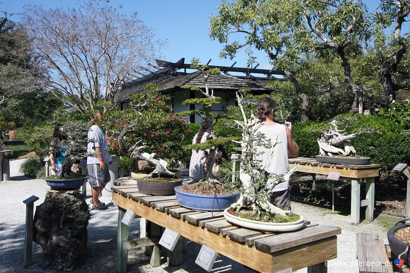 Bonsai Garden