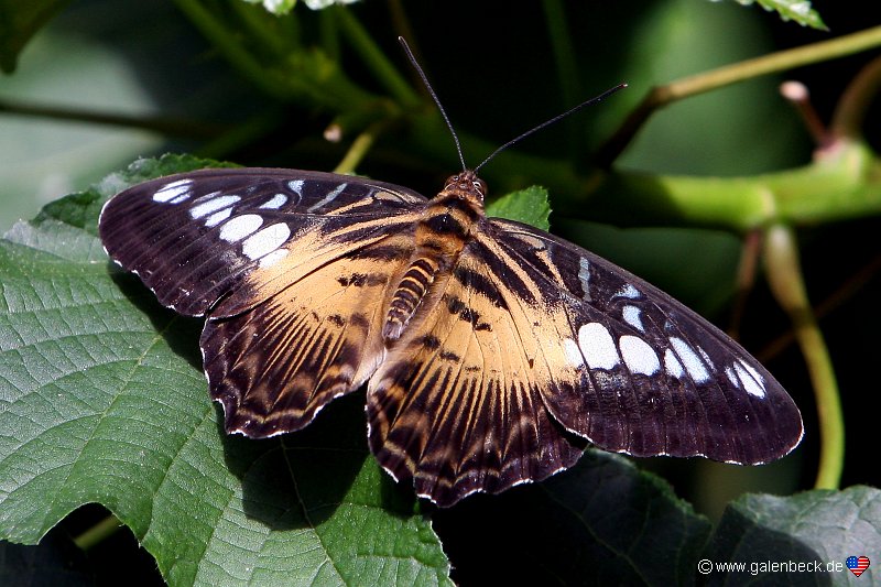 Butterfly Rainforest