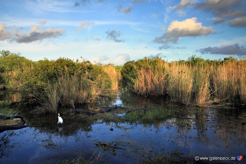 Everglades National Park Anhinga Trail