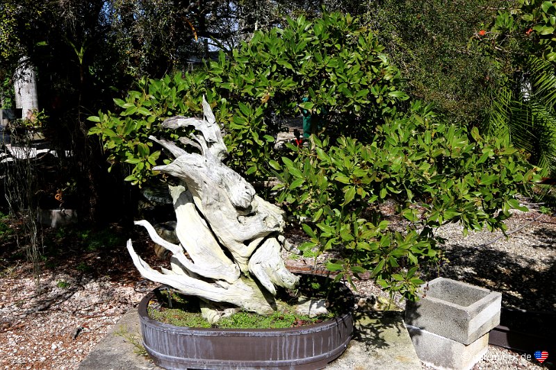 The Bonsai Garden