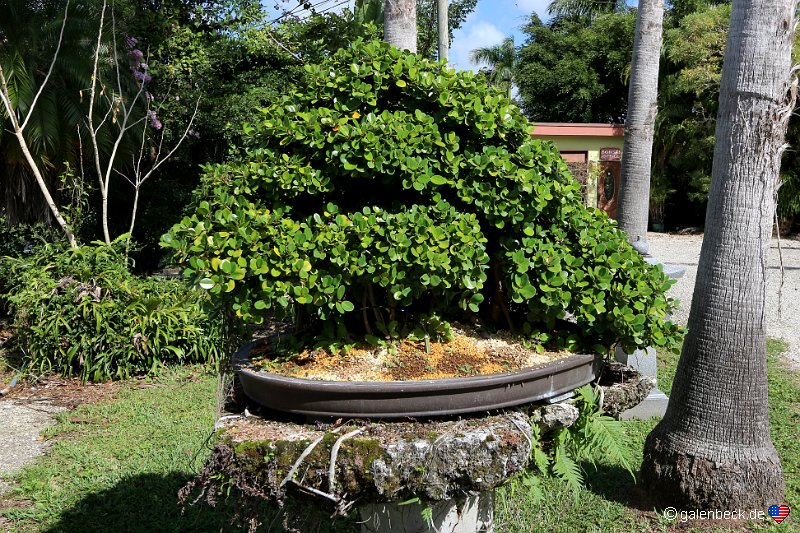 The Bonsai Garden