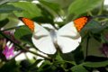 06_Butterfly_and_Nature_Conservatory