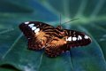 05_Butterfly_and_Nature_Conservatory