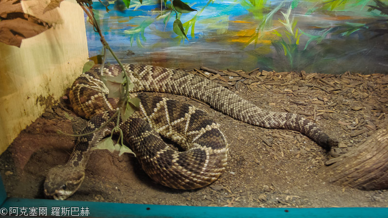 Rattlesnake Museum