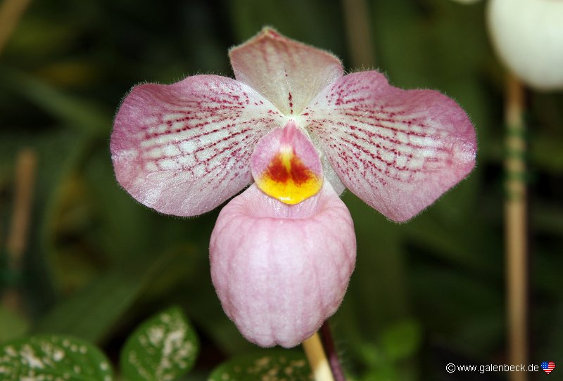 Pregetters Orchideen Garten