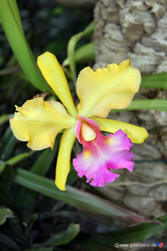 Pregetters Orchid Garden