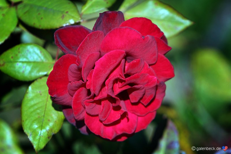 Morcom Rose Garden