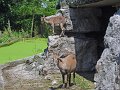 Zoo_Salzburg_34