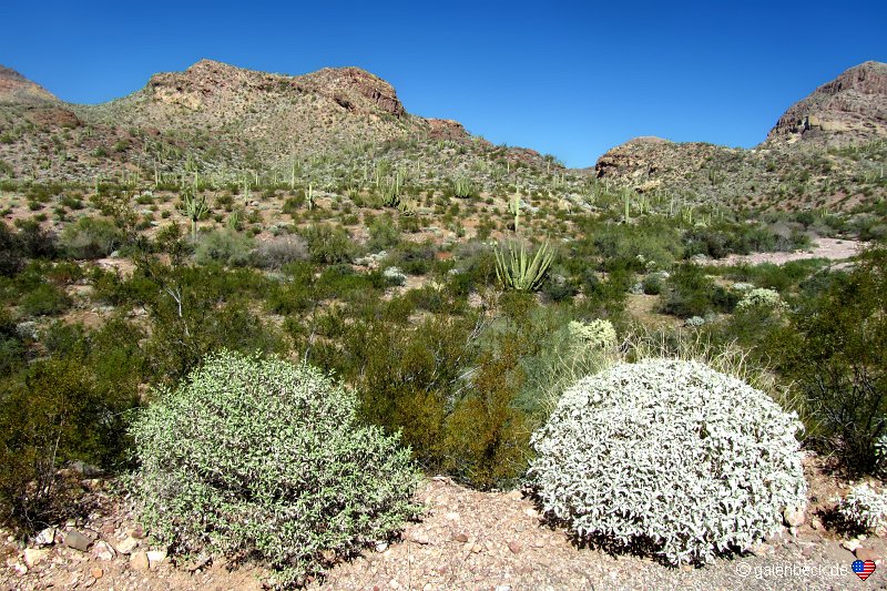 Ajo Mountain Drive, Organ Pipe Cactus National Monument