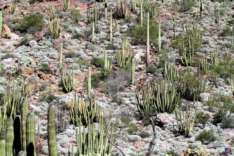Ajo Mountain Drive, Organ Pipe Cactus National Monument