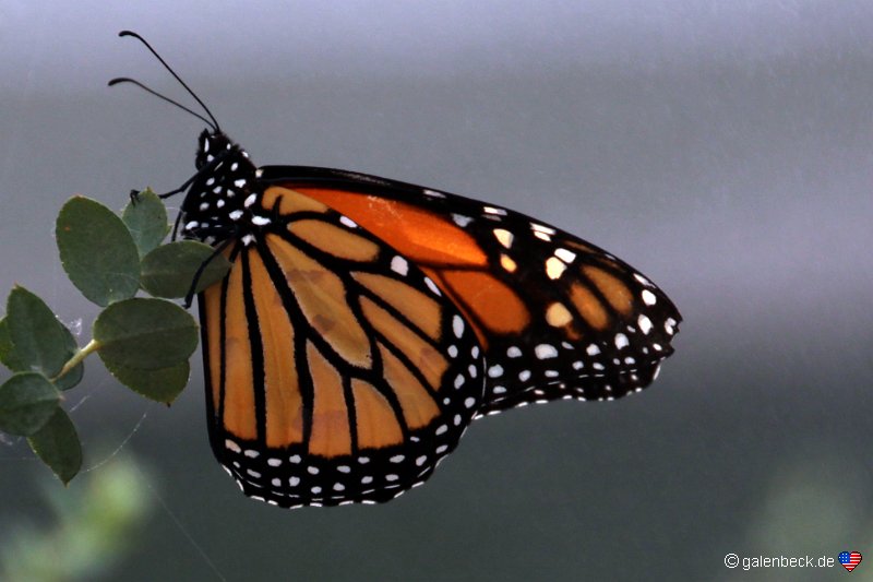 Butterfly Wonderland Scottsdale