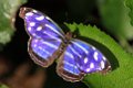 33_Butterfly_Wonderland_Scottsdale