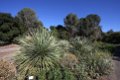 120_Rancho_Santa_Ana_Botanic_Garden