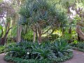 Jardin_Botanico_Puerto_de_la_Cruz_002