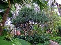 Jardin_Botanico_Puerto_de_la_Cruz_006