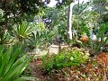 Jardin_Botanico_Puerto_de_la_Cruz_050