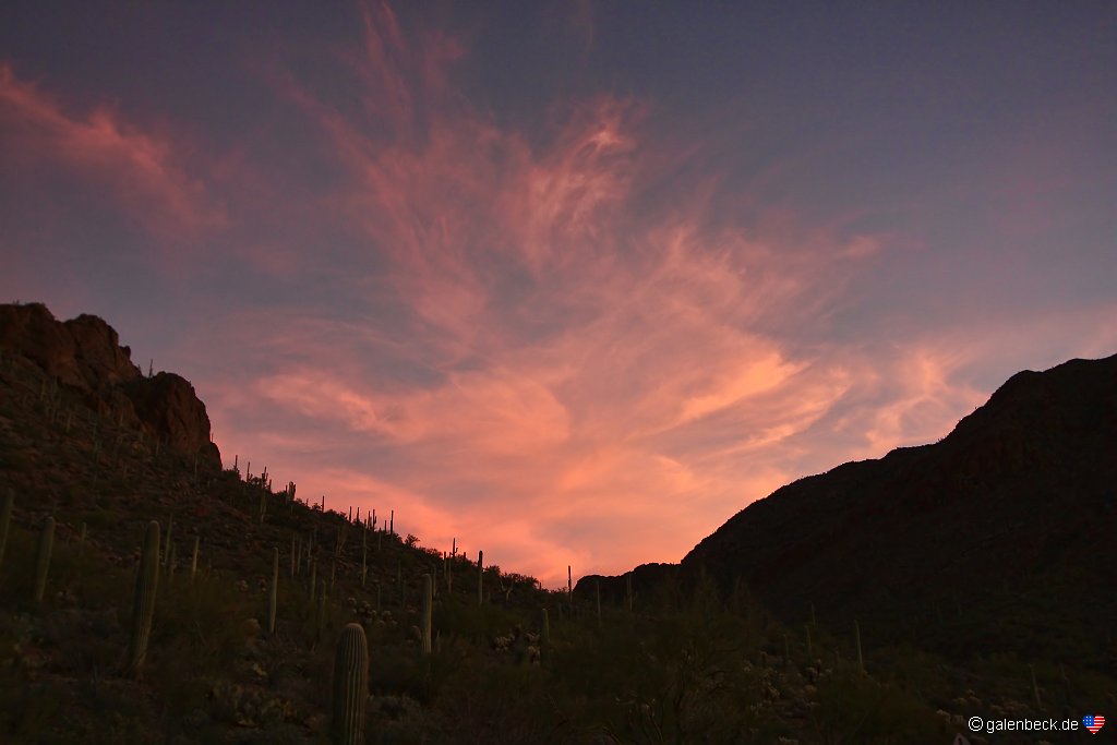 Saguaro National Park Sunset