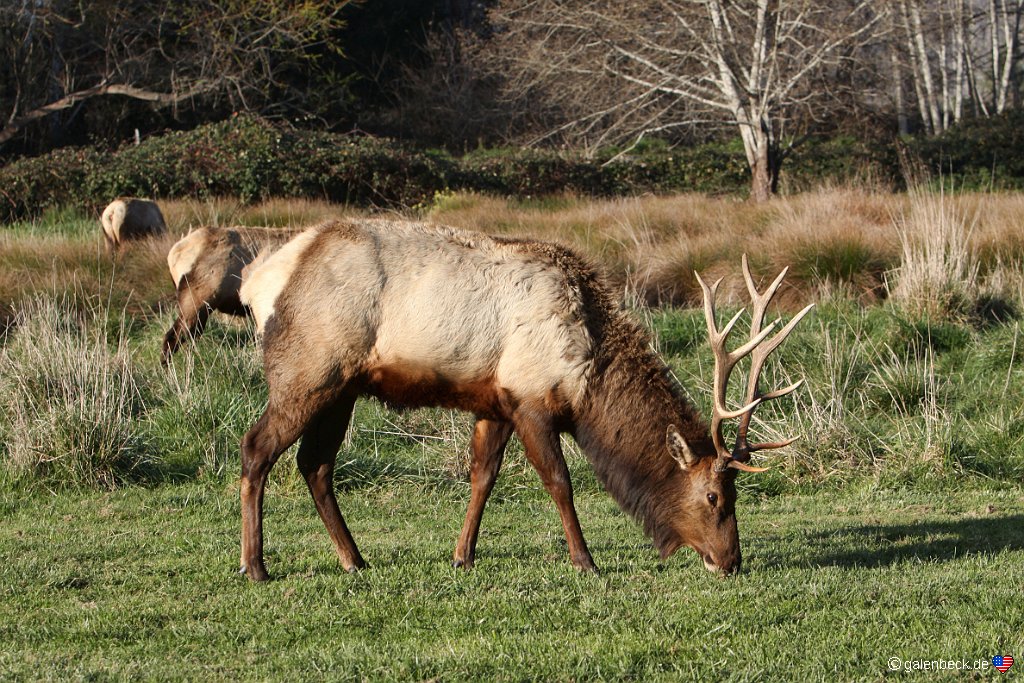 Elk Country RV Resort