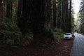 25_Redwood_National_Park