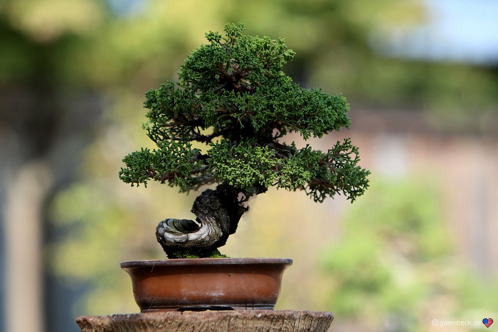 Golden State Bonsai Collection