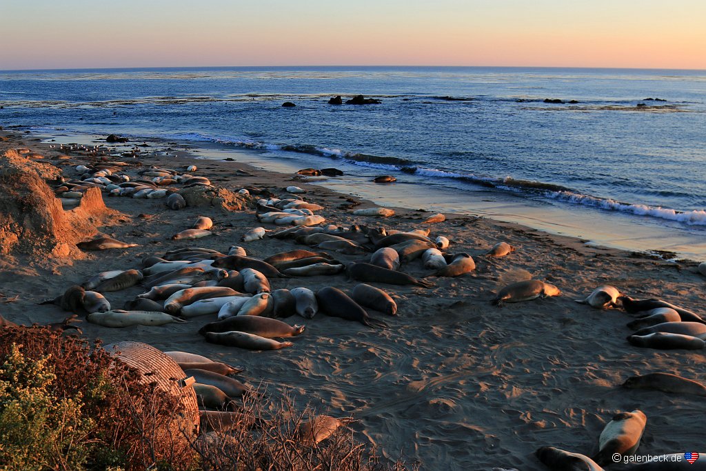 Piedras Blancas Elephant Seal Rookery - Sonnenuntergang