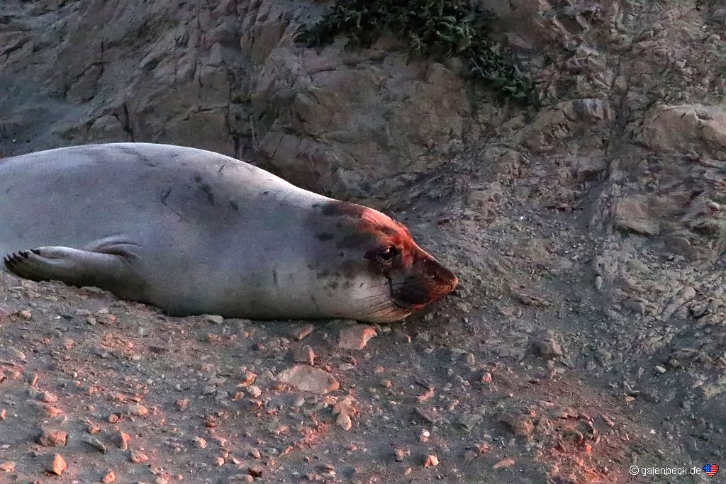 Piedras Blancas Elephant Seal Rookery - Sonnenuntergang