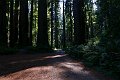 076_Redwood_National_Park
