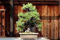 125_Golden_State_Bonsai_Collection