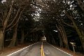 116_Tree_covered_Road