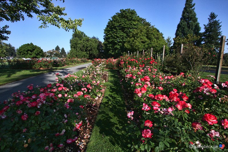 Owens Rose Garden