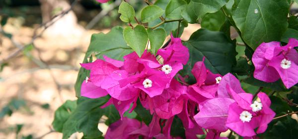 The Kampong of the National Tropical Botanical Garden