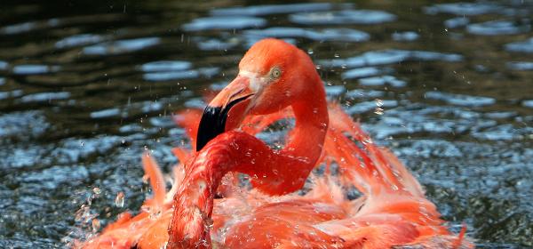 Flamingo Gardens
