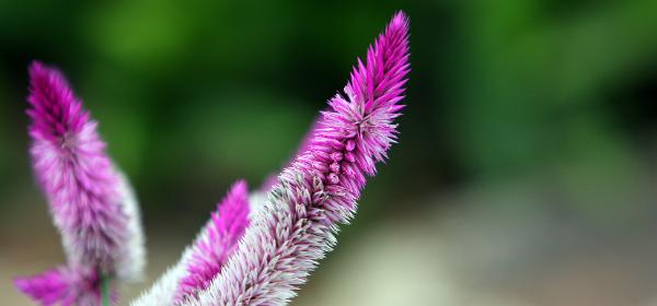 The Butterfly Estates Fort Myers