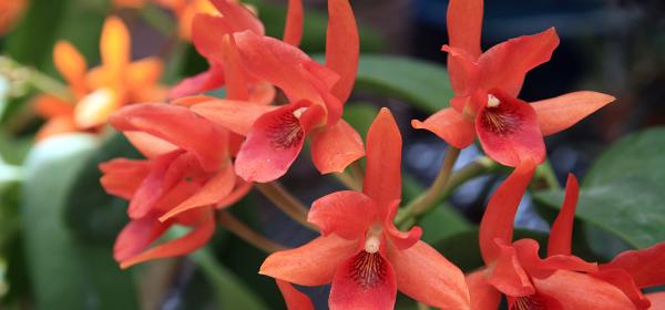 R. F. Orchids Florida City
