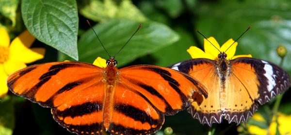 Butterfly Rainforest