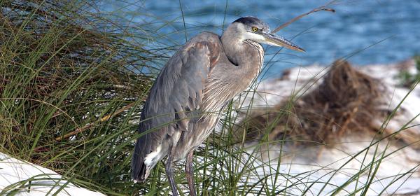Fort De Soto Park