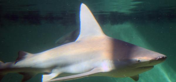 Mote Marine Aquarium