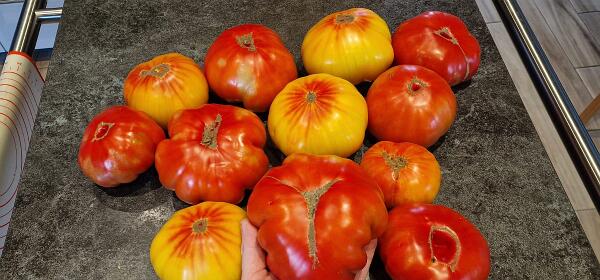 Fleischtomaten aus dem Gewächshaus