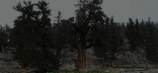 ancient bristlecone pine forest