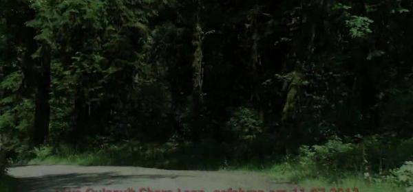 lake quinault shore loop
