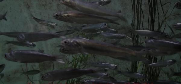 oregon coast aquarium