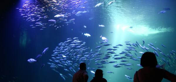 Ozeaneum Stralsund